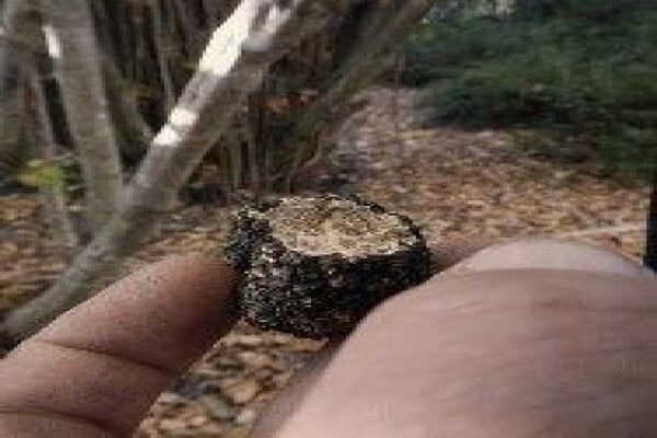 African Truffles