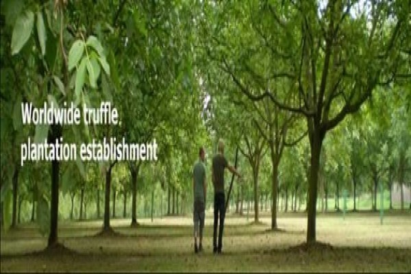 African Truffles