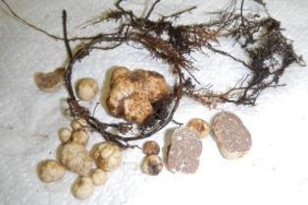 African Truffles