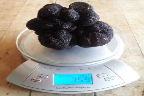 African Truffles