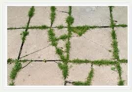 Weedaway