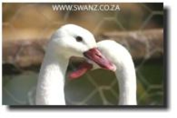 Swanz