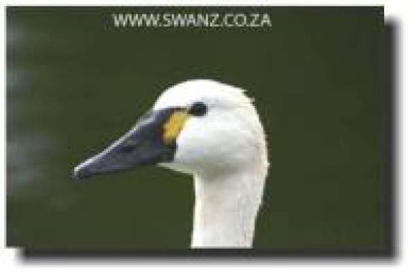 Swanz