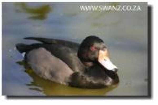 Swanz