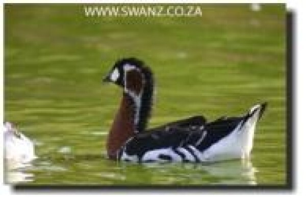 Swanz
