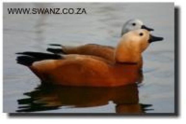 Swanz