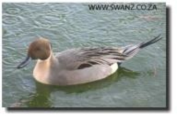 Swanz
