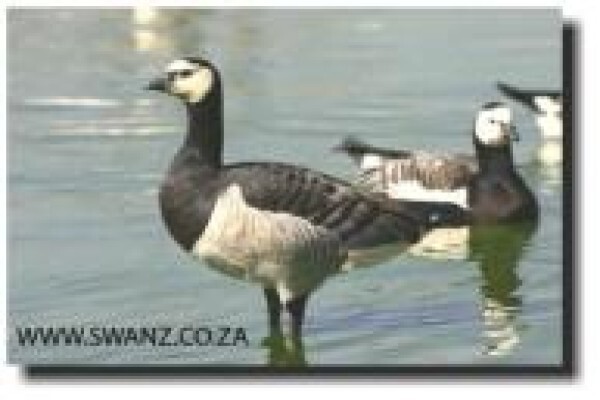 Swanz