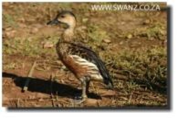 Swanz