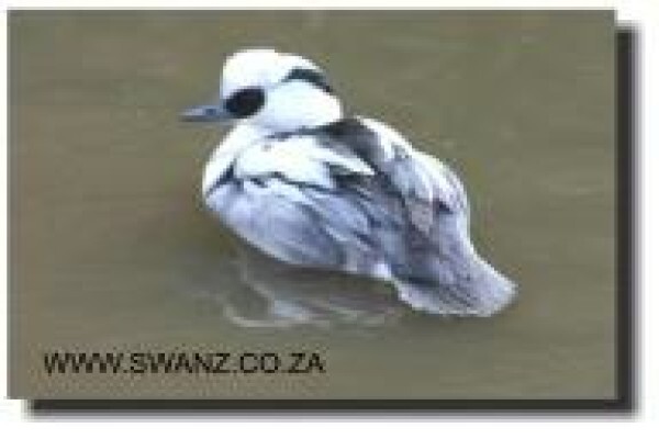 Swanz