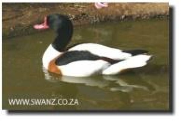 Swanz