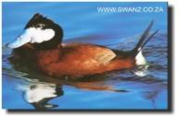 Swanz