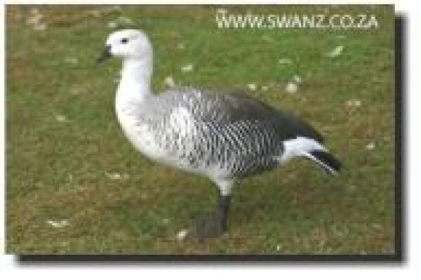 Swanz