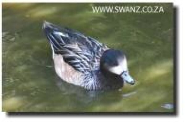 Swanz
