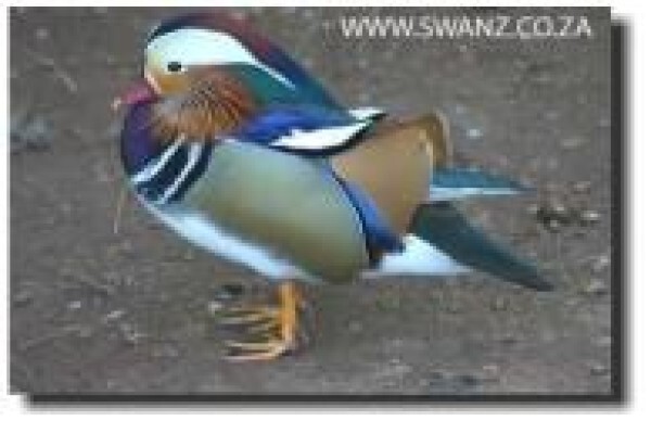 Swanz