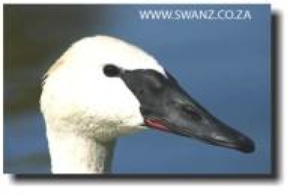 Swanz