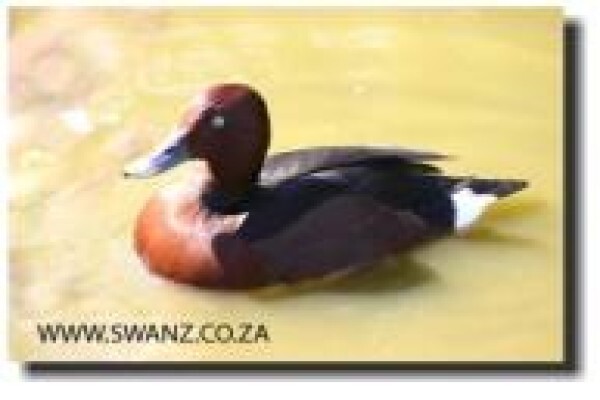Swanz