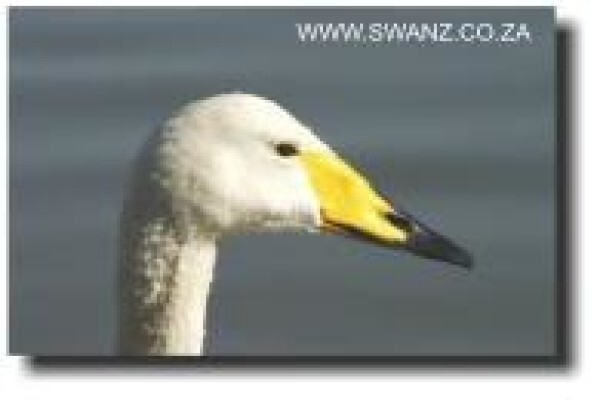Swanz