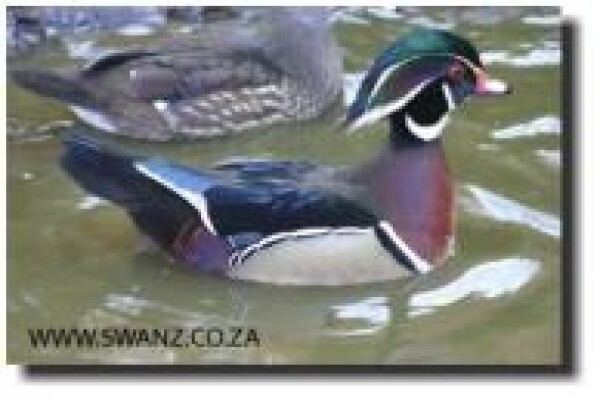 Swanz