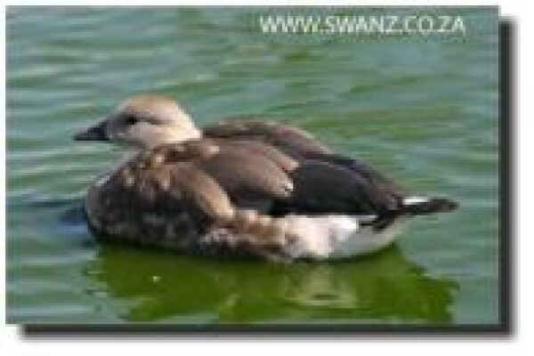 Swanz
