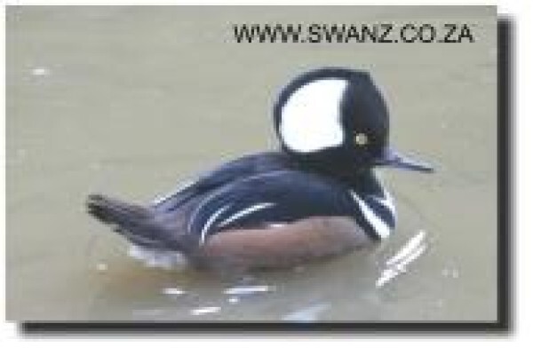 Swanz