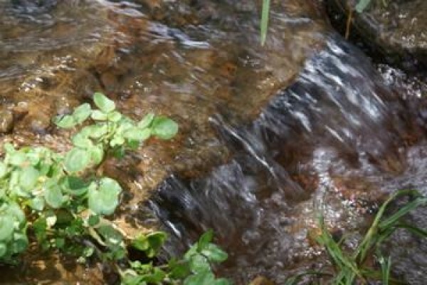 Blue Spot Water Purification