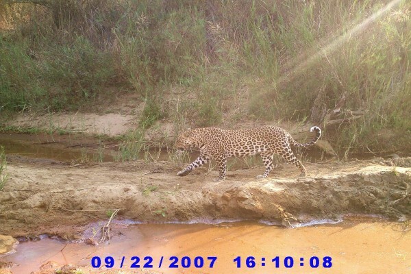 Cameratrap