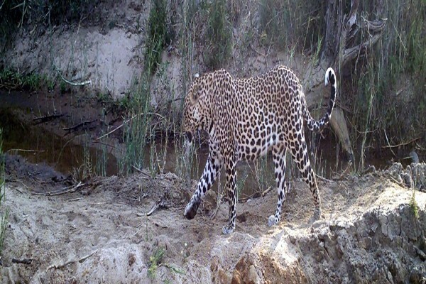 Cameratrap