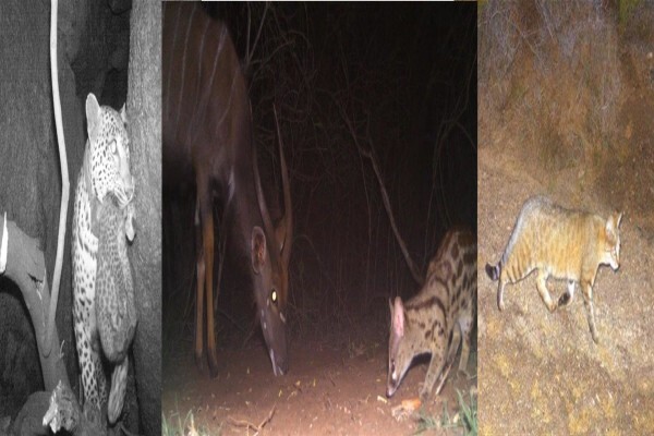 Cameratrap