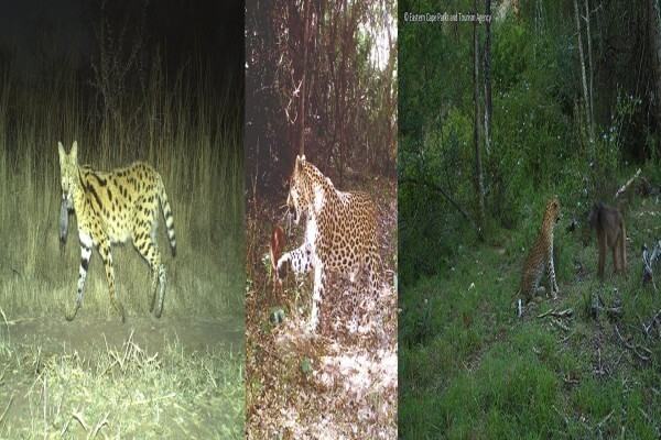 Cameratrap