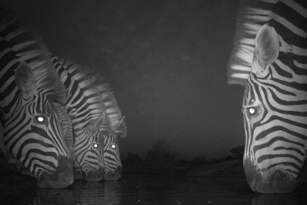 Cameratrap