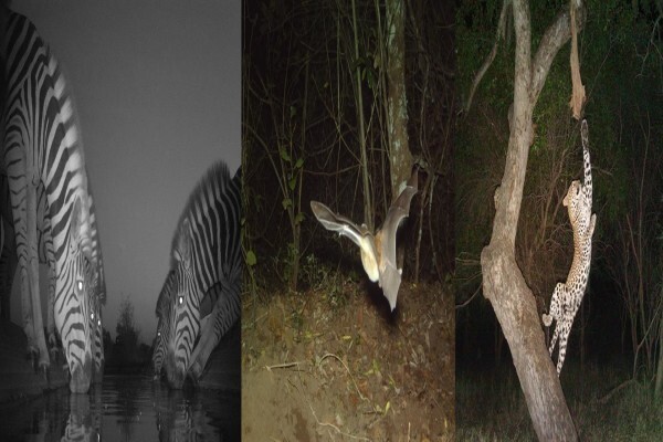 Cameratrap