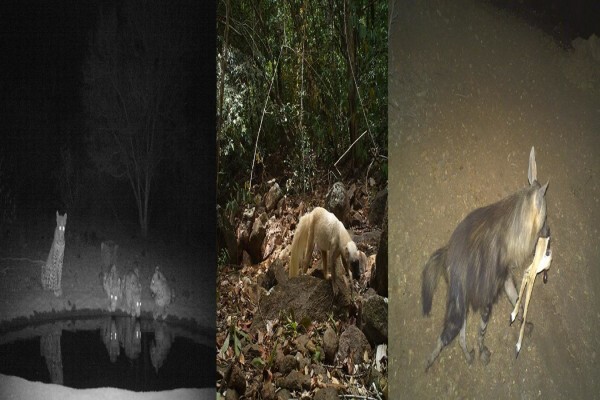 Cameratrap