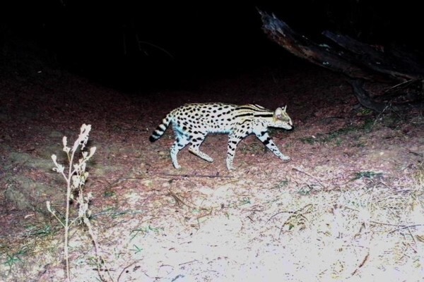 Cameratrap