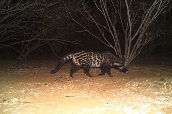 Cameratrap
