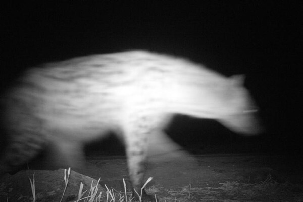 Cameratrap