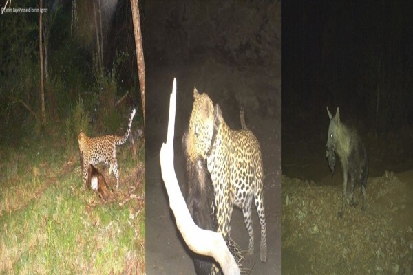 Cameratrap