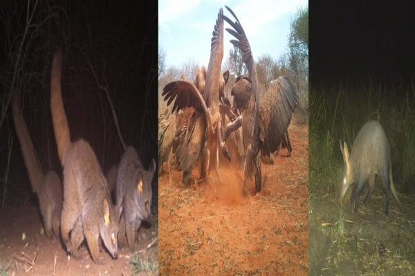 Cameratrap