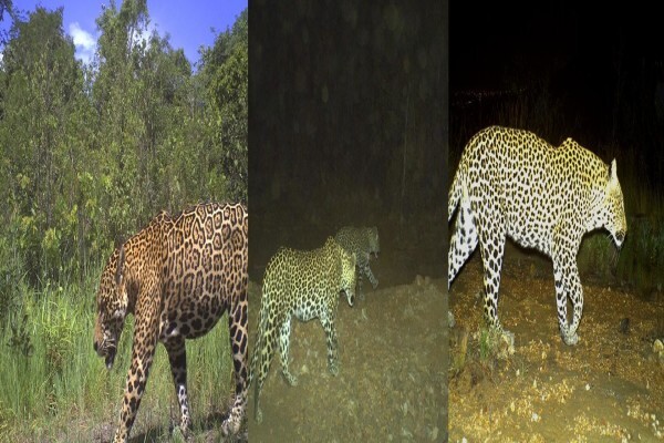 Cameratrap