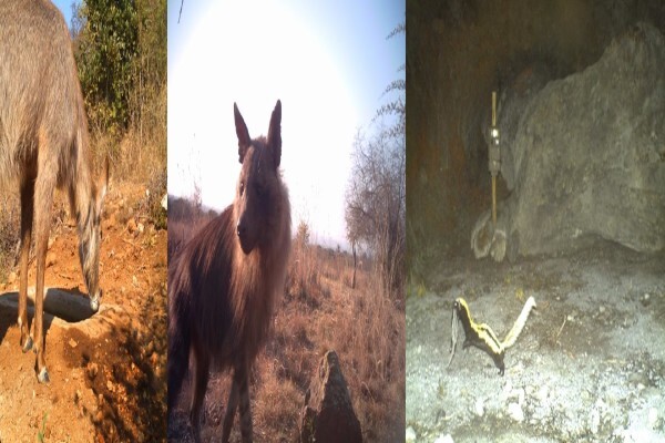 Cameratrap