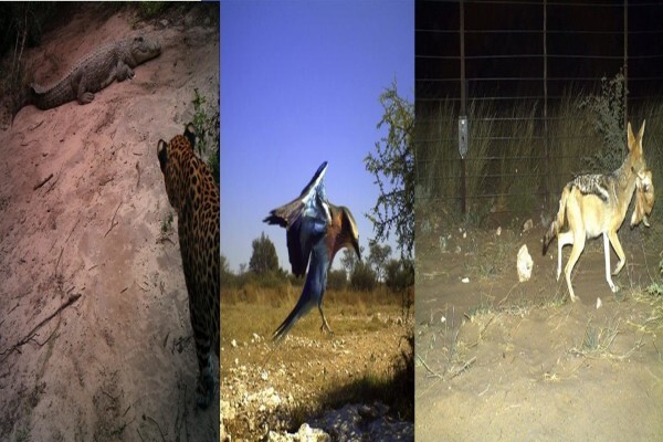 Cameratrap