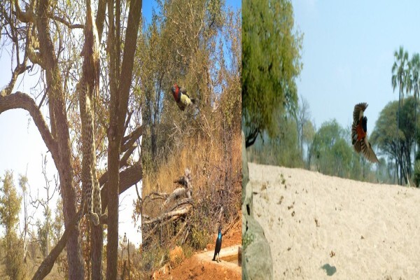 Cameratrap