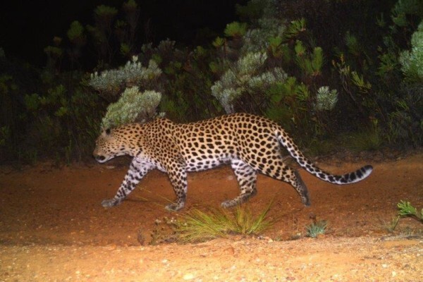 Cameratrap