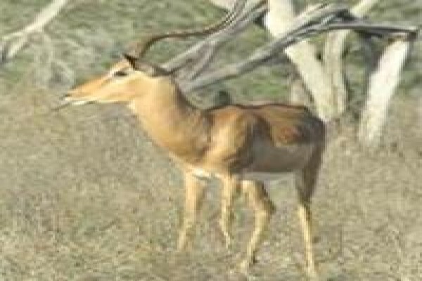 Honeymoon Hunt