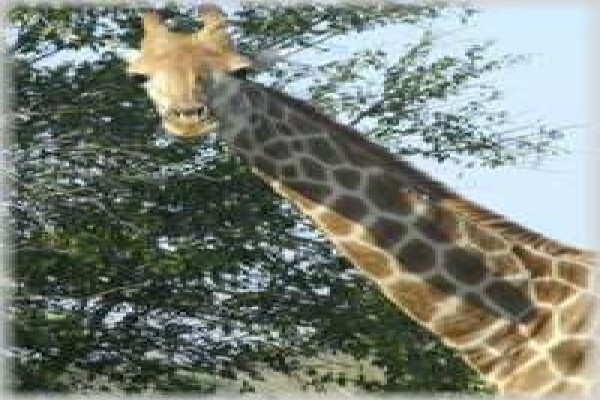 Honeymoon Hunt
