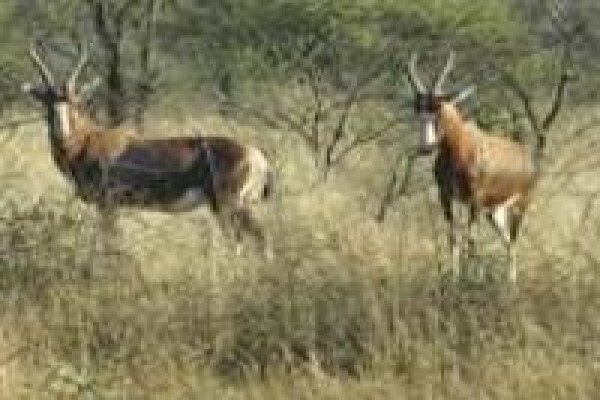 Honeymoon Hunt