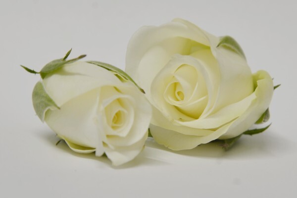 Floflora