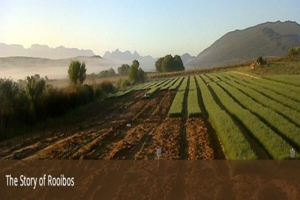 Rooibostee