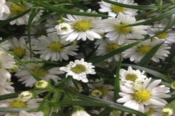 Floflora