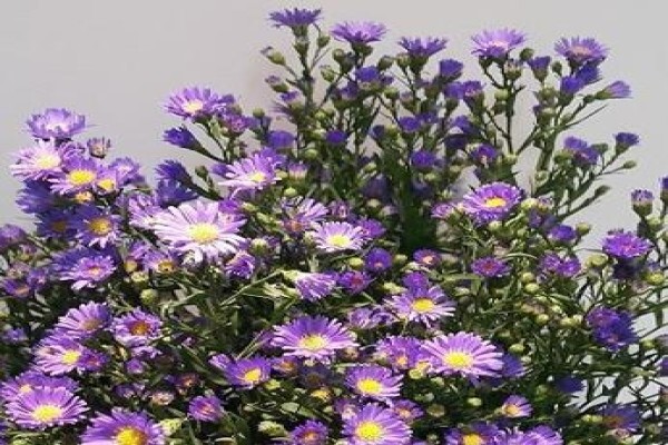 Floflora
